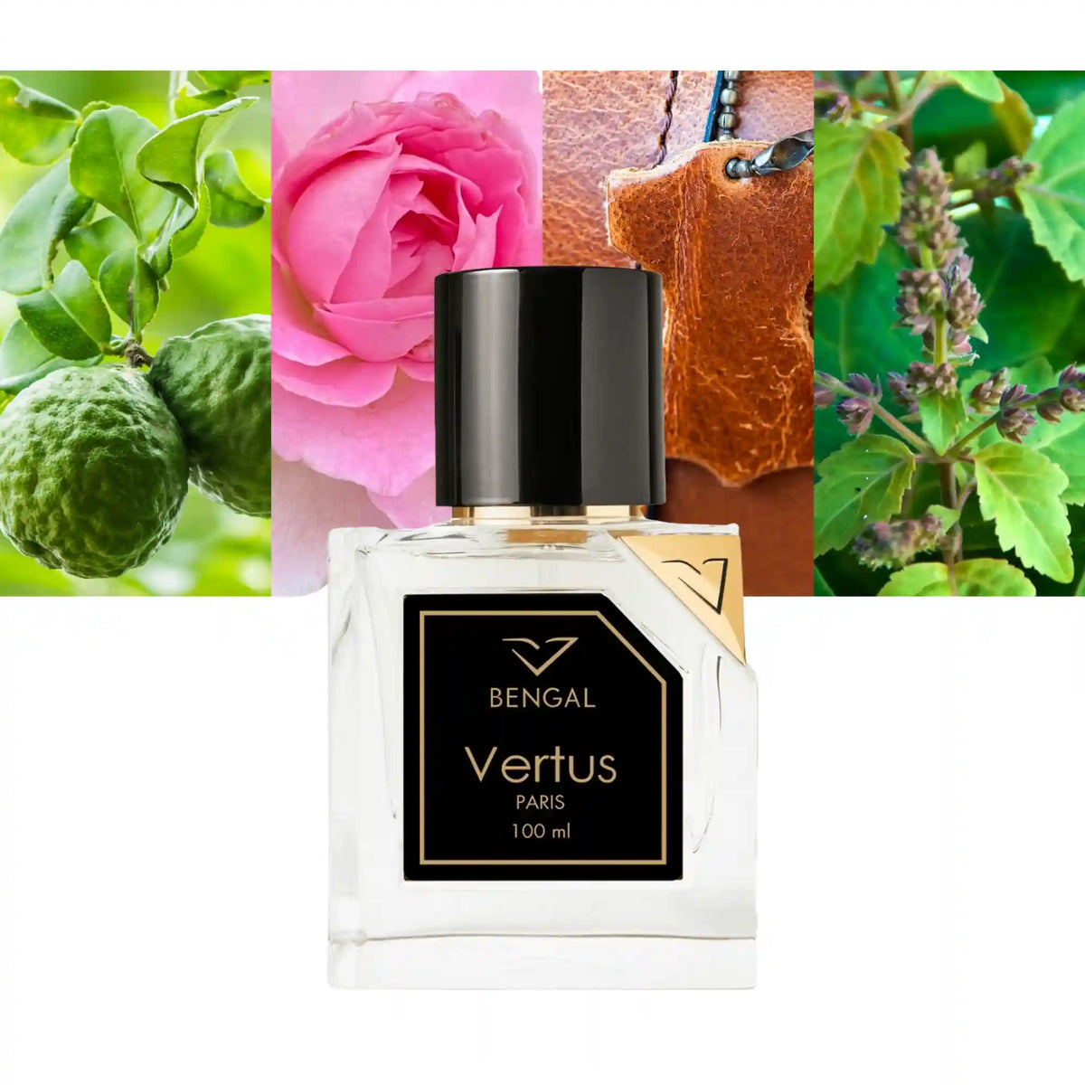 Vertus Paris Bengal