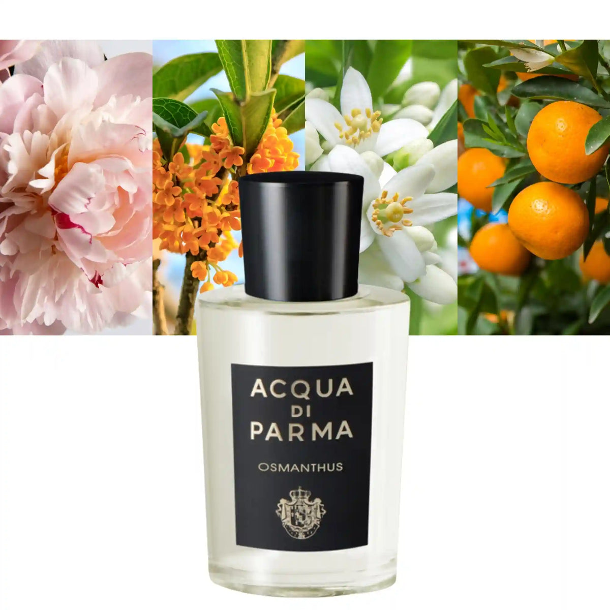 Acqua Di Parma Signatures Of The Sun Osmanthus
