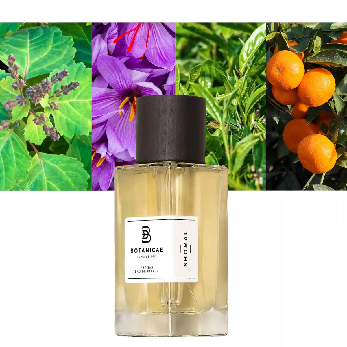 Botanicae Expressions Shomal